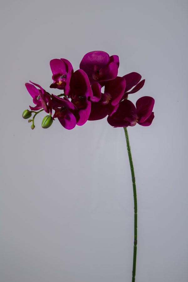 Phalaenopsis Stem 70cm