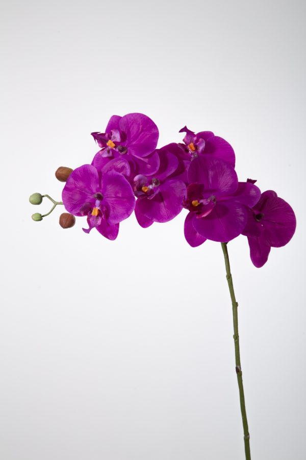 Butterfly Orchid Spray w/6 Flowers 68 cm