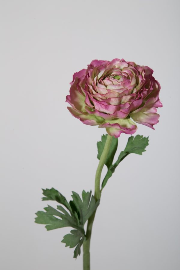 Hybrid Ranunculus Stem 49 cm dia 11cm