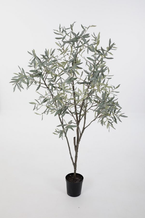 Olive Tree in Pot 150cm