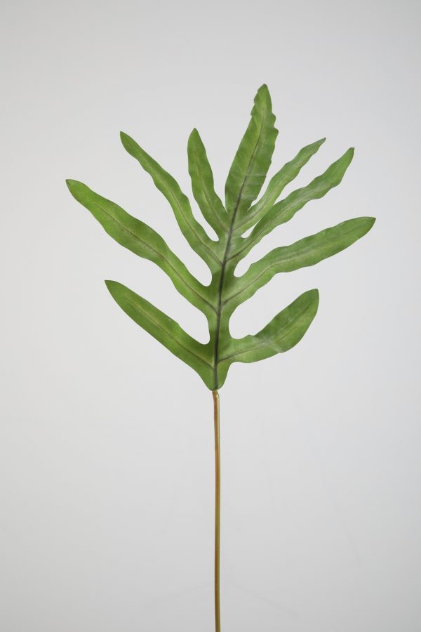 Phlebodium Leaf 77cm